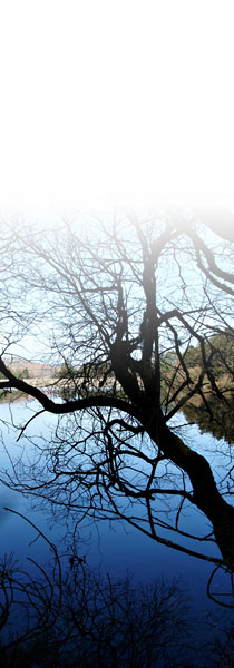Life coaching: image of tree
